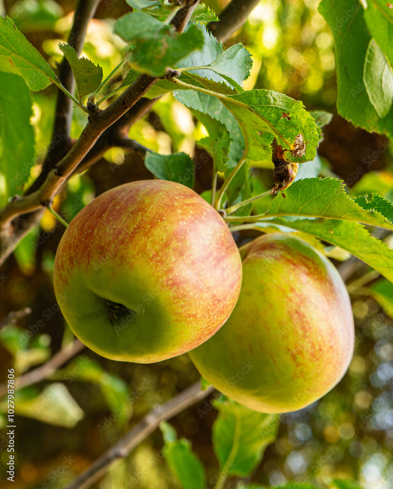 fresh and juicy apples growing on a apple tree branch