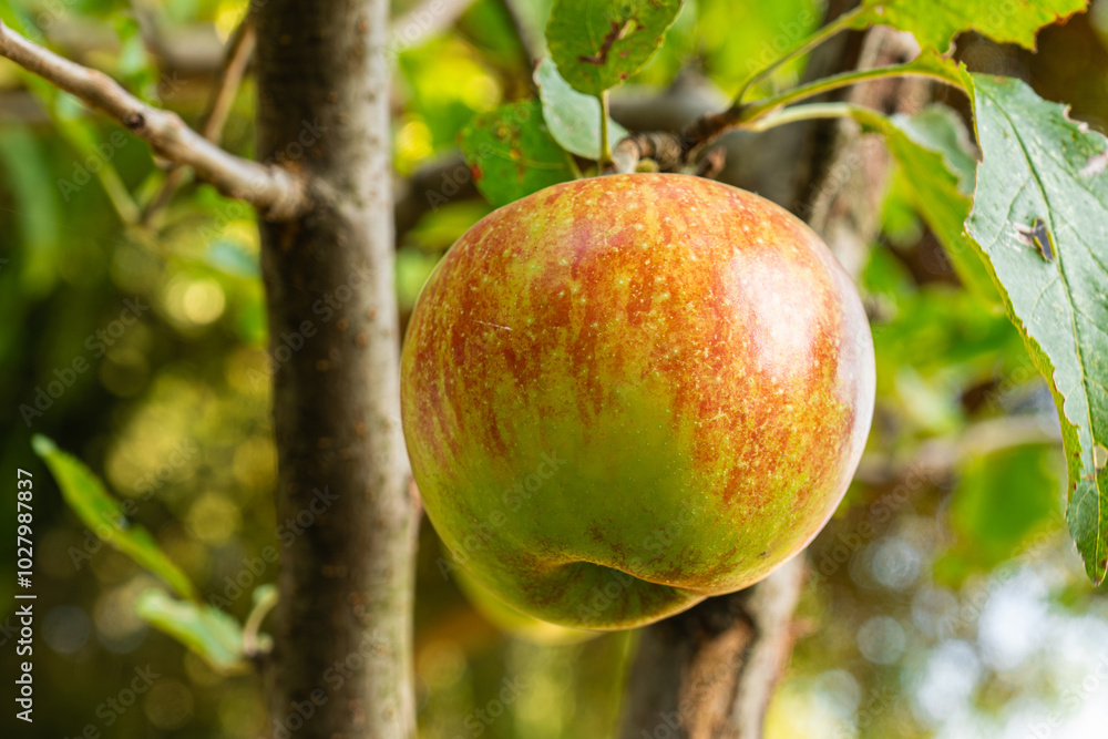 fresh and juicy apple growing on a apple tree branch fresh and juicy apple growing on a apple tree branch