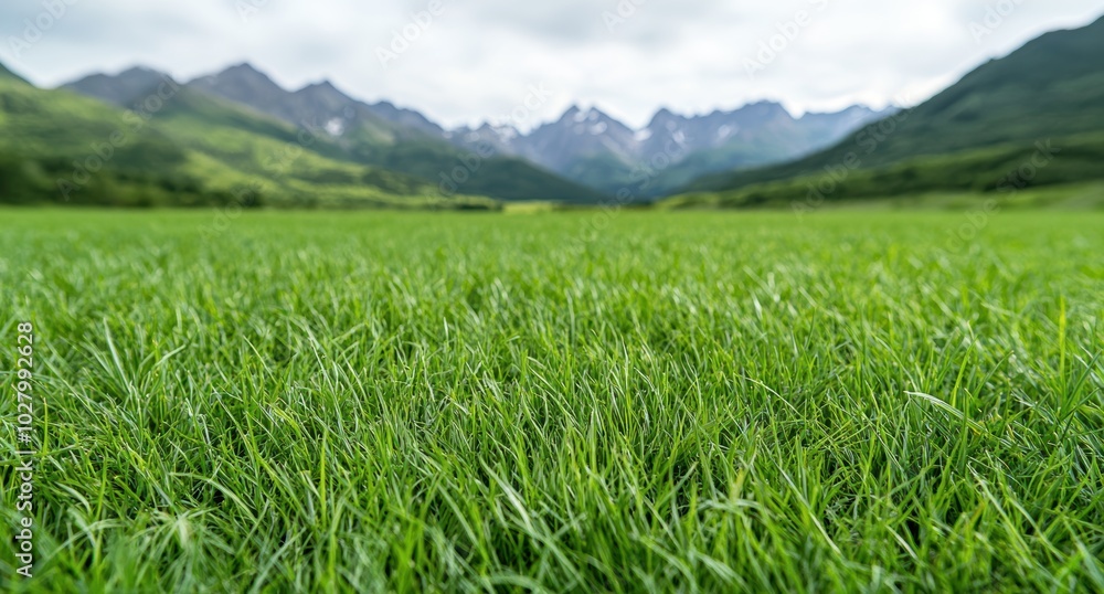 Fototapeta premium Lush green meadow with snow-capped mountains in the distance