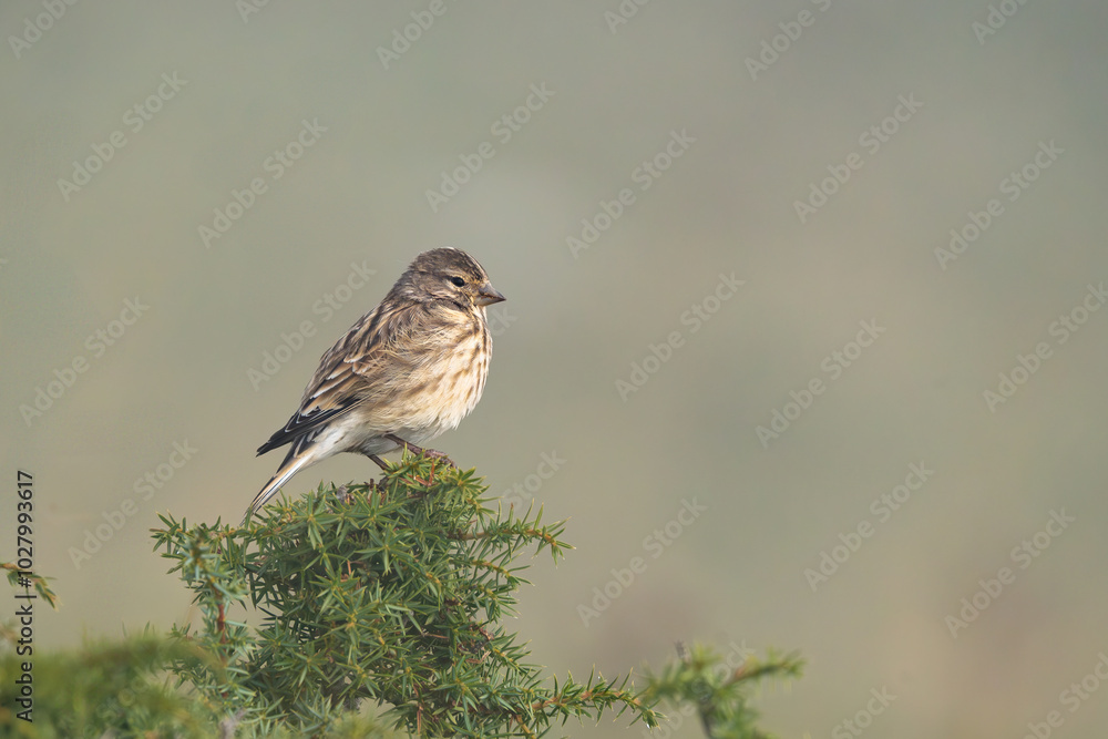 Common linnet, Linaria cannabina, female, Pyrenees, Spain Common linnet, Linaria cannabina, female, Pyrenees, Spain