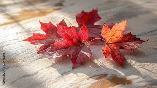 Red Maple Leaves on a Stone Surface