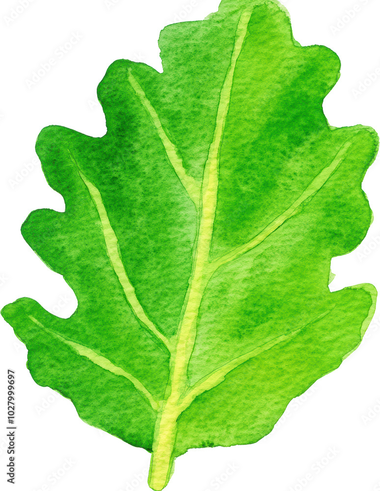 Watercolor Green Leaf Illustration Nature Botany Design Element Watercolor Green Leaf Illustration Nature Botany Design Element