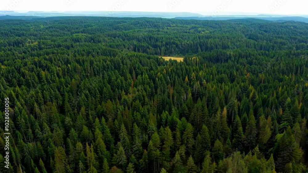 A Beautiful Lush Green Forest Landscape that Includes a Wide Open Meadow for Exploration A Beautiful Lush Green Forest Landscape that Includes a Wide Open Meadow for Exploration
