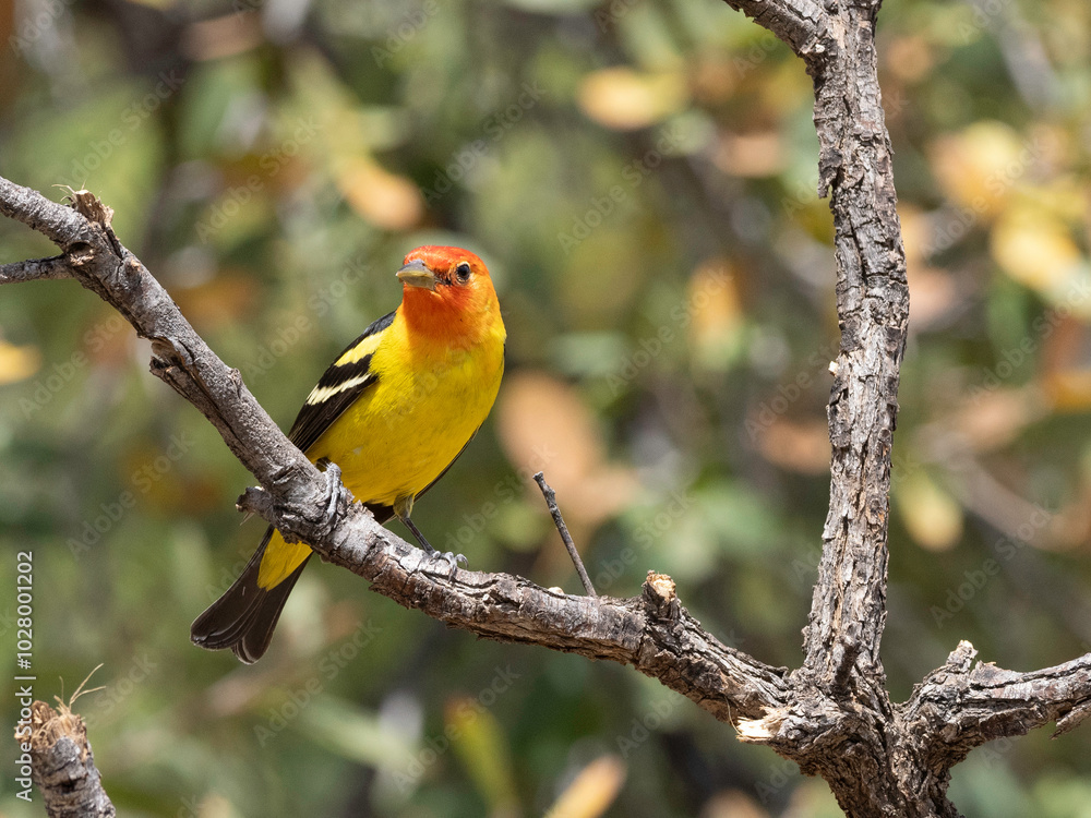 A Colorful Western Tanager in Arizona A Colorful Western Tanager in Arizona