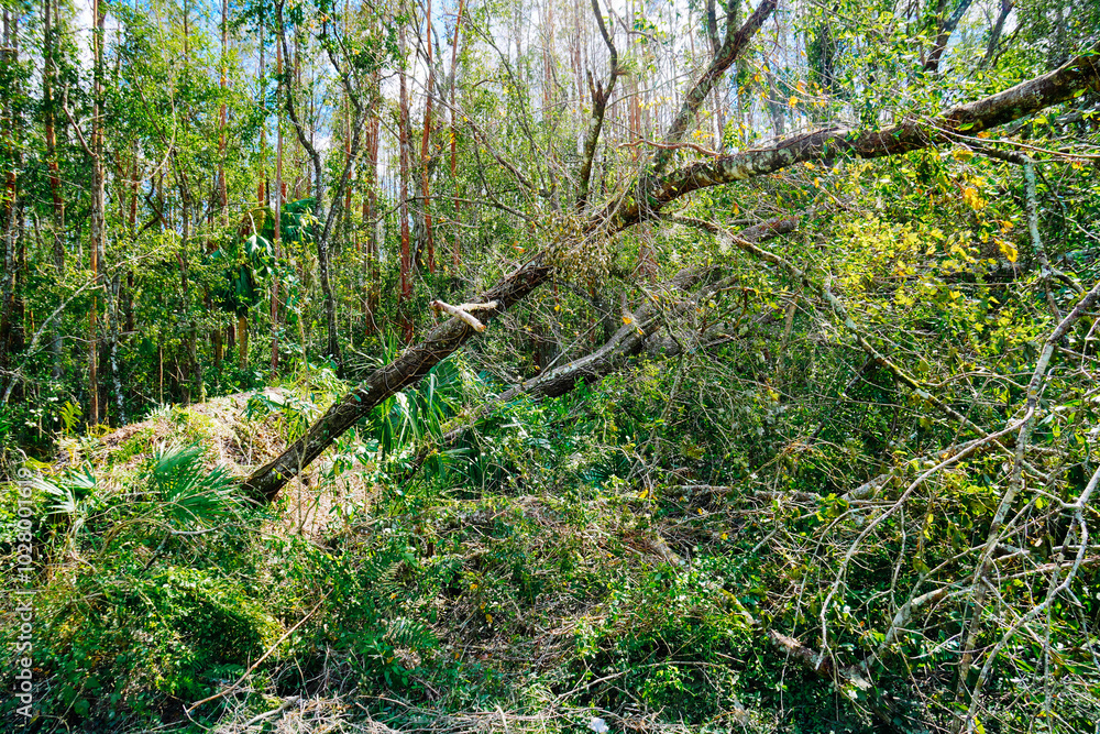 A big tree fall after the hurricane milton in Florida A big tree fall after the hurricane milton in Florida