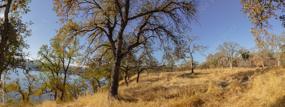 Dirt trail near the american river panorama Dirt trail near the american river panorama