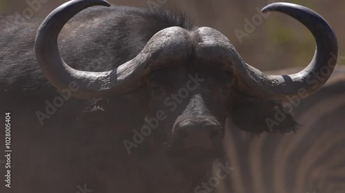 Cape Buffalo or African buffalo (Syncerus caffer) is a large sub-Saharan African bovine. An absolutely huge mature bull, a very dangerous and deadly animal with those horns. Slow motion, 25 percent