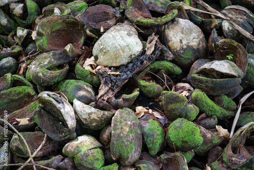 Closeup view of dried coconut shells covered in green moss, displaying a rough, organic texture that reflects natural decay, ideal for abstract artwork, agriculture, and eco-friendly backgrounds photo