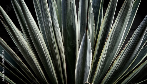 Obraz na płótnie close up shot at an agave plant leaves in grey black colour background w salonie