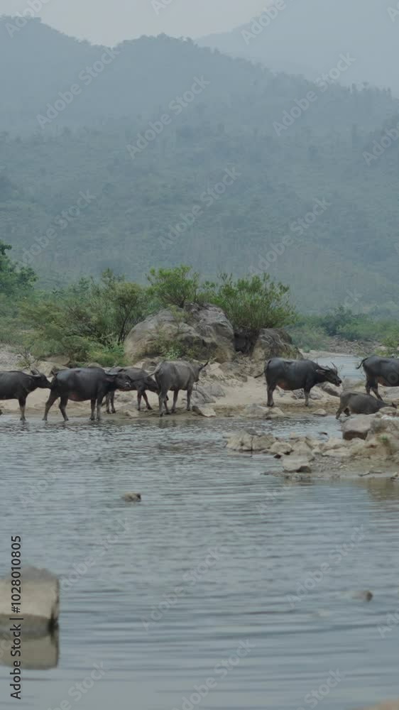 in the river valley a herd of buffalos bathe quietly between the mountains of vietnam