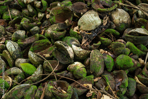 Closeup view of dried coconut shells covered in green moss, displaying a rough, organic texture that reflects natural decay, ideal for abstract artwork, agriculture, and eco-friendly backgrounds photo