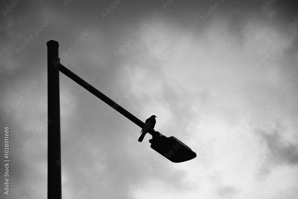 Bird in lamppost with sky and clouds in black and white
Bird in lamppost with sky and clouds in black and white