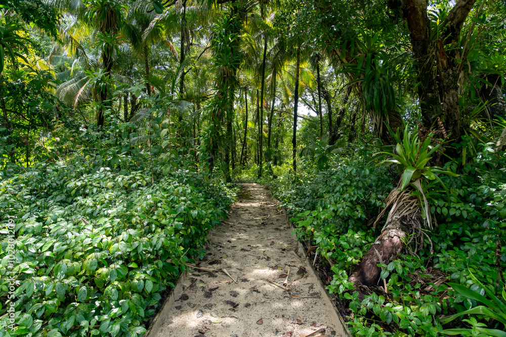 Green forest path bathed in sunlight, lined with vibrant plants and tall trees, providing a scenic and natural walking trail for relaxation, adventure, and connection with nature, calm outdoor setting Green forest path bathed in sunlight, lined with vibrant plants and tall trees, providing a scenic and natural walking trail for relaxation, adventure, and connection with nature, calm outdoor setting