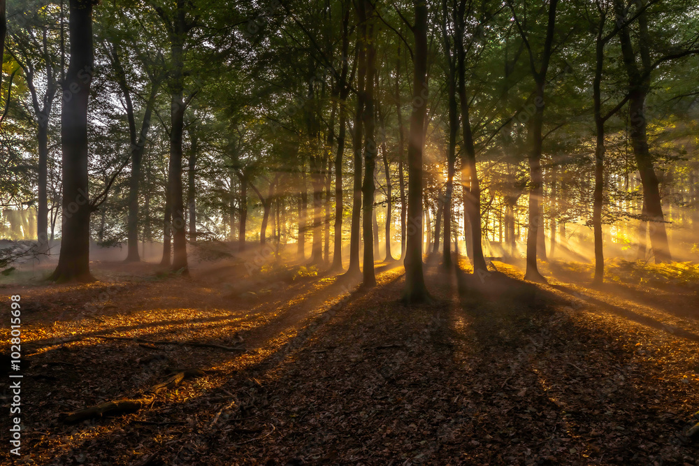 Fototapeta premium Fairy tail in Dutch Woods