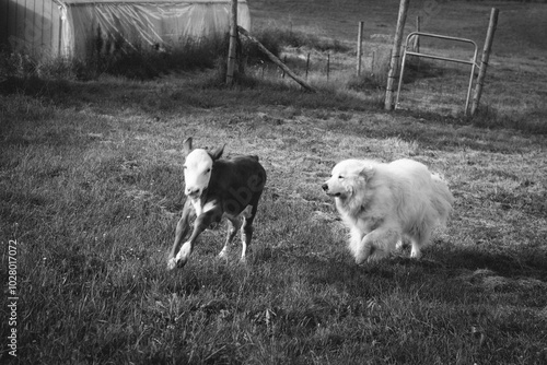 Bilde på lerret Dog herding calf On the Farm black and white photo