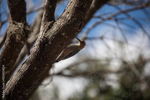 bird on three 
