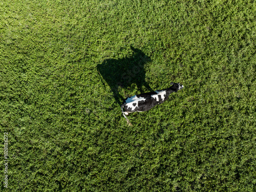caw on grass