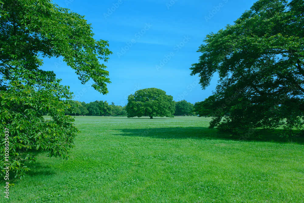 Naklejka premium Green Park