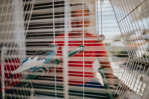 A vibrant blue and white budgie perched inside its cage, with a blurred background of a person wearing red. The scene captures a moment of interaction and companionship.