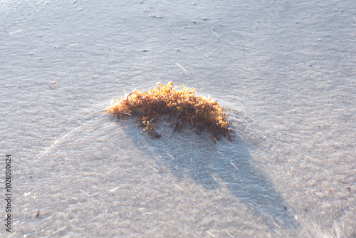 seagrass on water