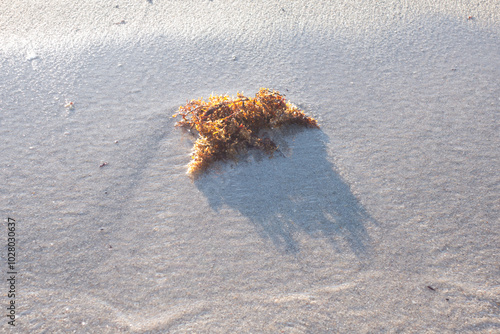 seagrass on water