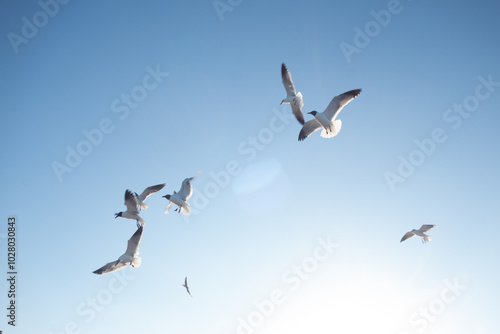 seagulls in flight
