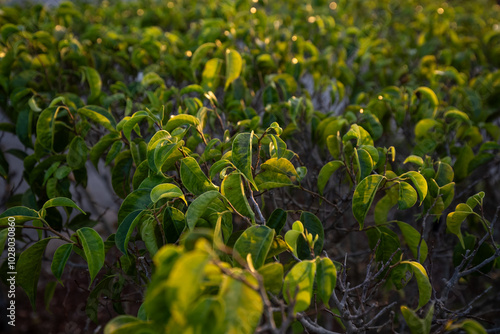 green plant 