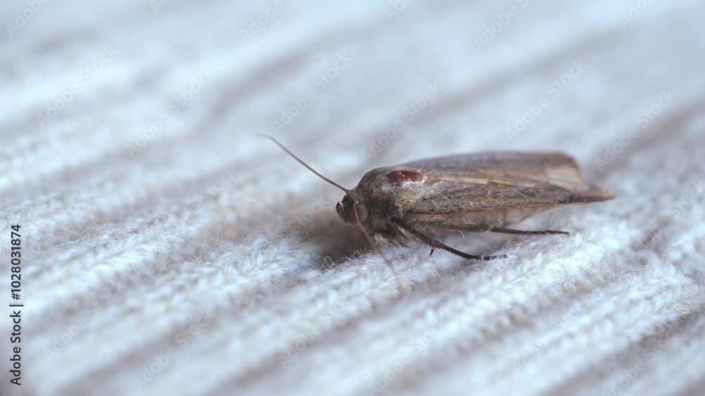 Clothes moth, brown insect lays eggs larvae on woolen clothes, selective focus, pest concept, destruction and damage to clothes in house, household danger Clothes moth, brown insect lays eggs larvae on woolen clothes, selective focus, pest concept, destruction and damage to clothes in house, household danger