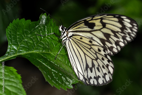 Rice Paper Butterfly