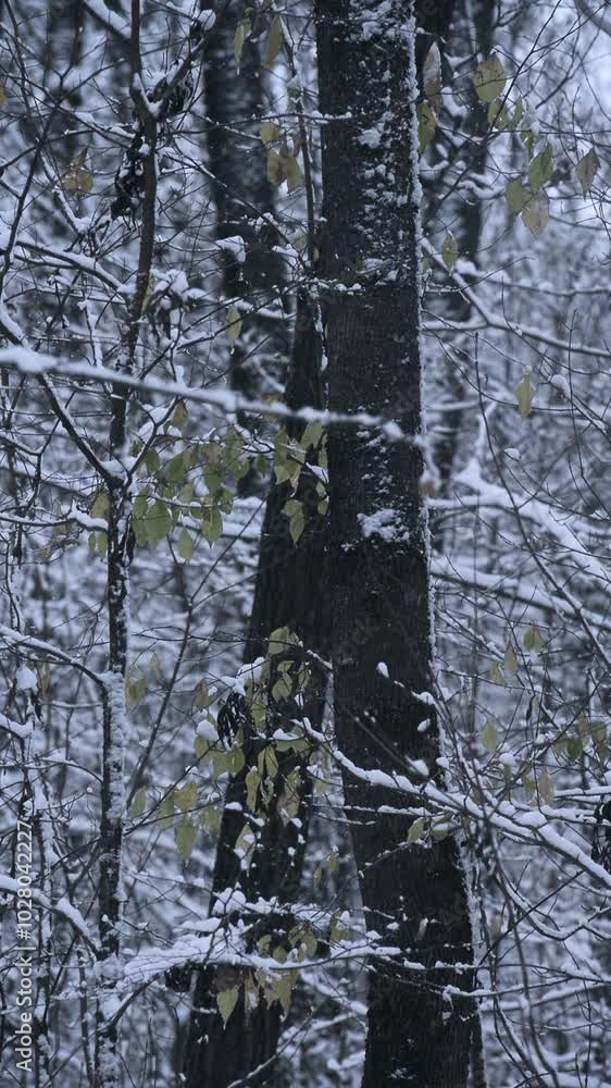 Winter landscape vide in the dark and mystery cold forest , snow in the frame . Beautiful vertical landscape videography , snowing weather . Static frame with forest , trees . Stormy with snow Winter landscape vide in the dark and mystery cold forest , snow in the frame . Beautiful vertical landscape videography , snowing weather . Static frame with forest , trees . Stormy with snow