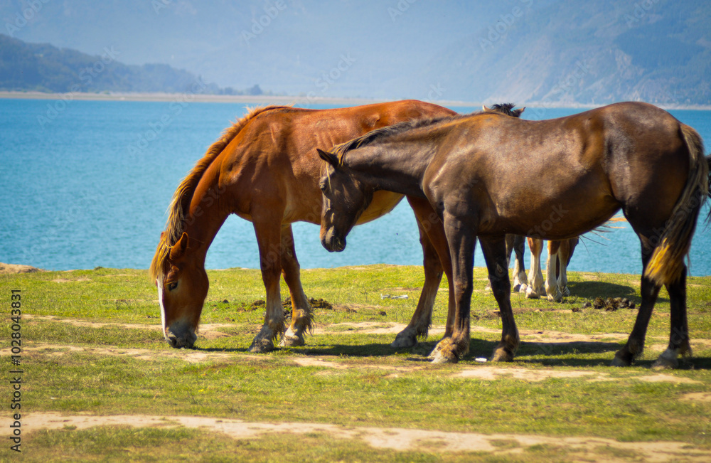 Fototapeta premium Caballos en día soleado 