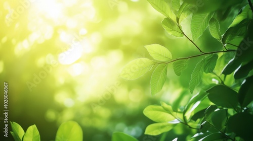 Sunlit green leaves basking in a warm natural glow.