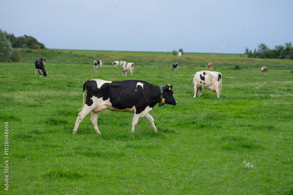 Holstein cows at pasture. Mature cow. Cows on a meadow. Black and white cow on green meadow. Cow Farm with dairy cattle on field in countryside farm. Cow herd at field. Holstein cows at pasture. Mature cow. Cows on a meadow. Black and white cow on green meadow. Cow Farm with dairy cattle on field in countryside farm. Cow herd at field.