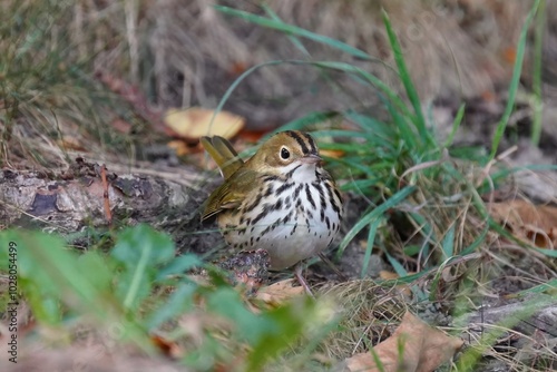 The ovenbird (Seiurus aurocapilla) is a small songbird of the New World warbler family photo