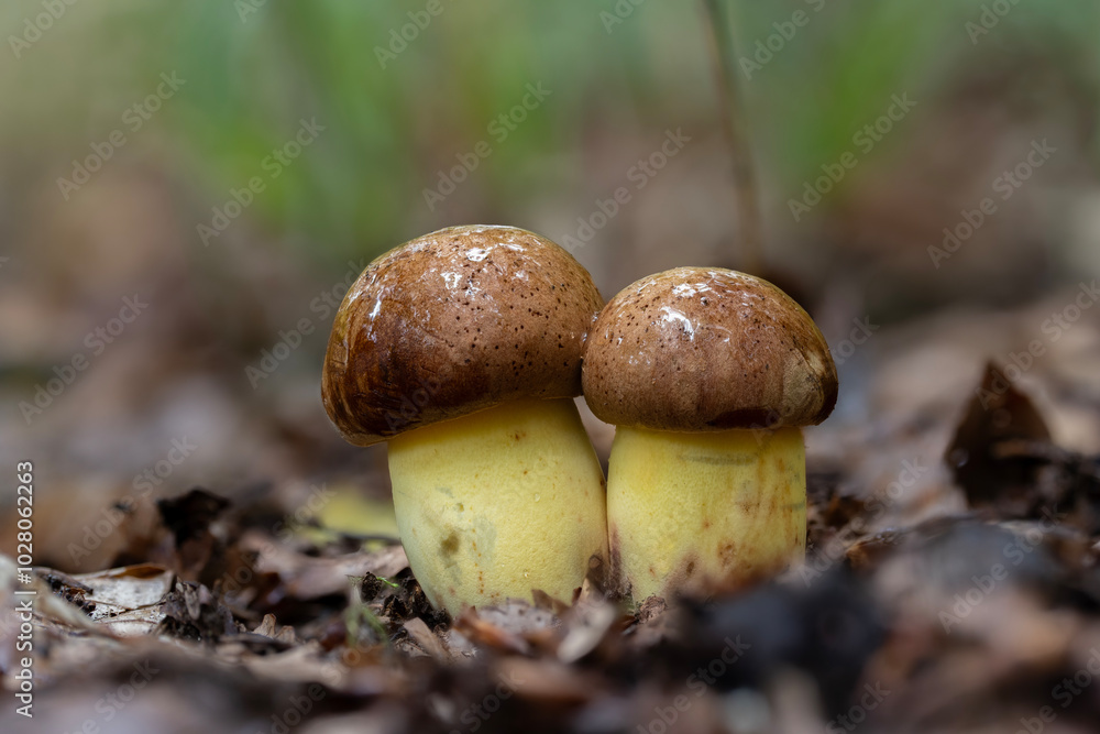 Closeup of two young butter bolete mushrooms (Butyriboletus appendiculatus) in a beech forest Closeup of two young butter bolete mushrooms (Butyriboletus appendiculatus) in a beech forest