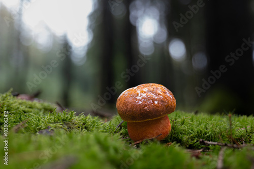 Young scarletina bolete mushroom (Neoboletus luridiformis) in a spruce forest
