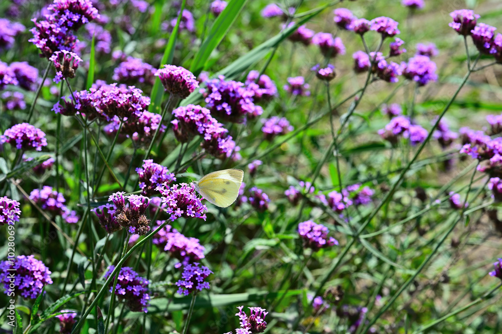 Close-up photo of a butterfly sitting on a purple verbena flower Close-up photo of a butterfly sitting on a purple verbena flower