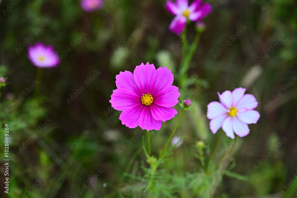 Autumn close-up photo with cosmos in bloom Autumn close-up photo with cosmos in bloom