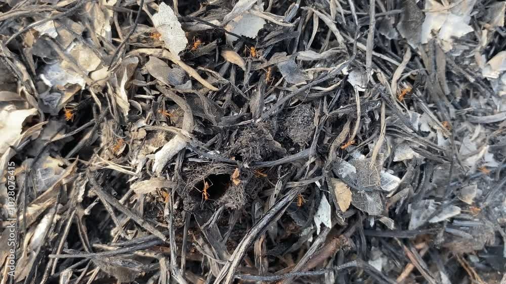 Detailed view of burnt ground and twigs with ants moving through the charred remains of vegetation, illustrating resilience and recovery after a fire, perfect for environmental and nature content. Detailed view of burnt ground and twigs with ants moving through the charred remains of vegetation, illustrating resilience and recovery after a fire, perfect for environmental and nature content.