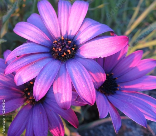 flower in the garden
