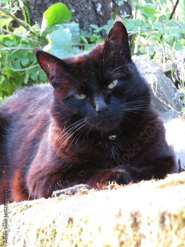 cat on the grass