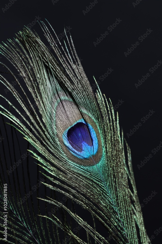 Obraz premium One beautiful peacock feather on black background, closeup