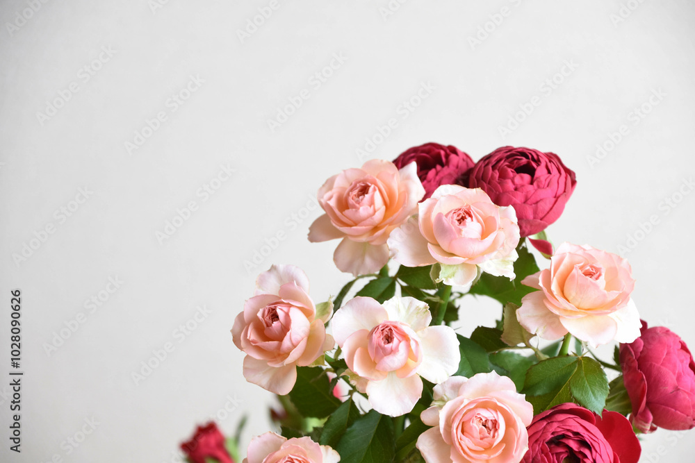 ピンクと赤のばら