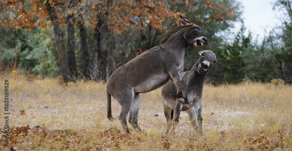 Fotografie Mini donkeys play and fight in Texas winter season field on farm.