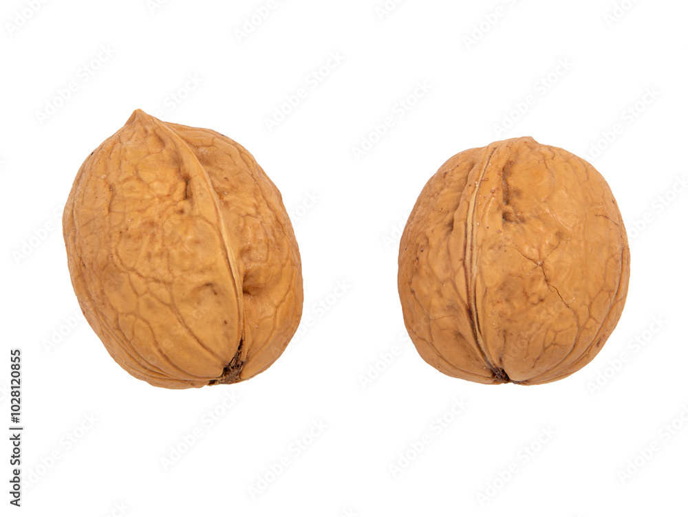 Collection of Walnuts isolated on white background, Walnuts kernels on White Background Collection of Walnuts isolated on white background, Walnuts kernels on White Background