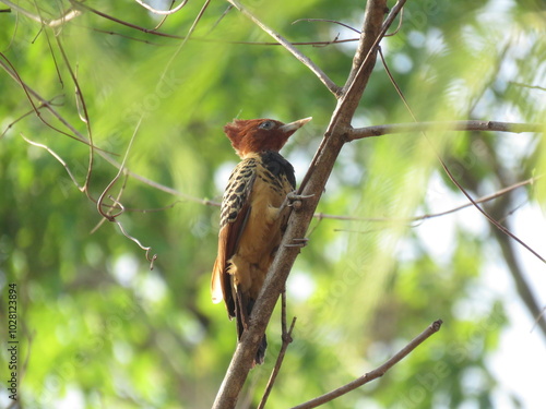 Kaempfer's Woodpecker (Celeus obrieni) female in south of Tocantins, Cerrado, Brazil photo