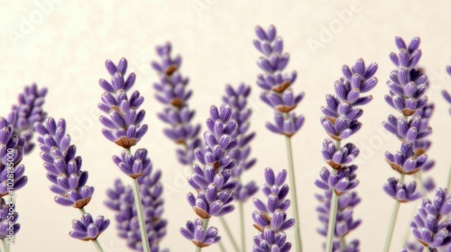 A close-up of lavender flowers showcasing their delicate texture and soft pastel tones, captured against a light, neutral background..