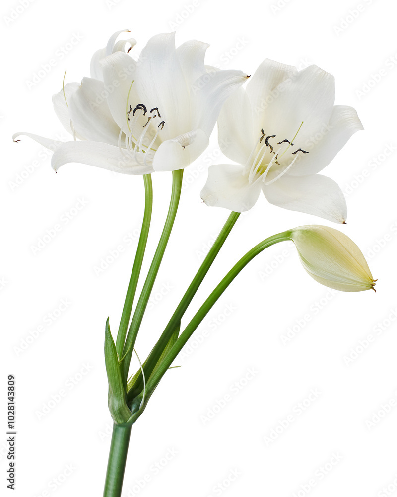 Obraz premium Crinum moorei flowers, Natal Lily, White Lily isolated on white background 