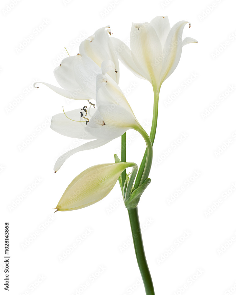 Crinum moorei flowers, Natal Lily, White Lily isolated on white background Crinum moorei flowers, Natal Lily, White Lily isolated on white background