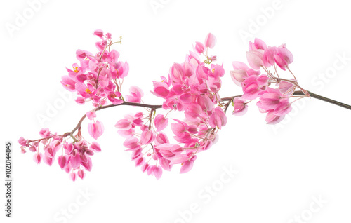 Pink coral vine flowers, Antigonon leptopus isolated on white background, with clipping path photo